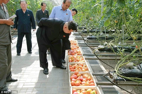 Daily Mail: Ông Kim Jong Un yêu cầu kiểm tra rau củ vì sợ bị đầu độc?