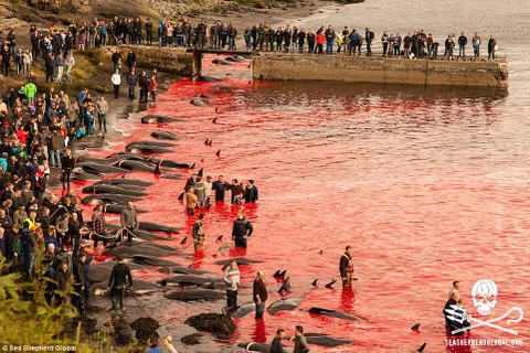Kinh hãi cảnh thảm sát cá voi ở Faroe, máu nhuộm đỏ bãi biển