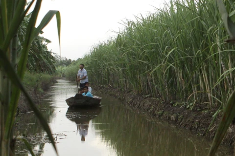 Biến đổi khí hậu​: Đồng bằng sông Cửu Long sẽ phải đắp đê biển?