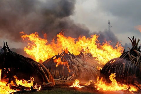 [Video] Cận cảnh "núi ngà voi" 172 triệu USD bị Kenya đốt bỏ
