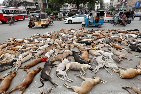Hãi hùng với cảnh thảm sát hàng nghìn con chó hoang tại Pakistan