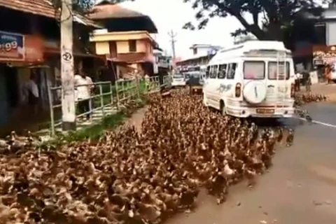 Hàng ngàn con vịt xuống phố gây tắc nghẽn giao thông ở Ấn Độ