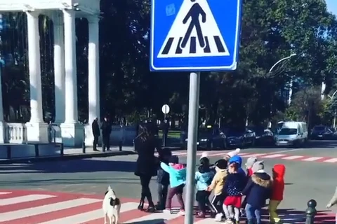 Chú chó gây sốt mạng xã hội nhờ dẫn trẻ em qua đường