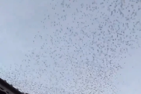 Hàng vạn con chim bay lượn bất thường sau động đất ở Nhật Bản
