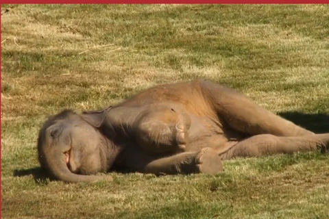 Cảm động cảnh voi mẹ lo lắng, gọi nhân viên vườn thú đến đánh thức voi con