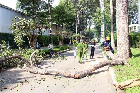 Lực lượng chức năng kiểm tra nhánh cây gãy ở Công viên Tao Đàn. (Ảnh: Tiến Lực/TTXVN)