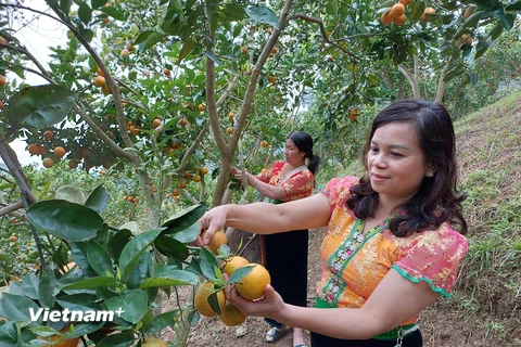 Mộc Châu thu hút du khách nhờ những vườn cam trái vụ chín mọng