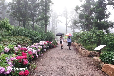 [Photo] Ngày mưa dạo bước trong vườn cẩm tú cầu lớn nhất Hàn Quốc
