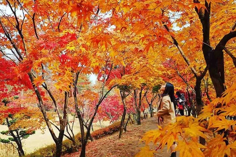 Mùa lá đỏ tại Hàn Quốc. (Ảnh: Tiên Phong Travel)
