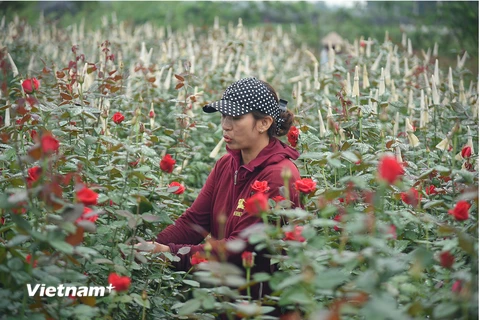'Thủ phủ' hoa hồng của Hà Nội sẵn sàng cho lễ hội hoa đầu tiên