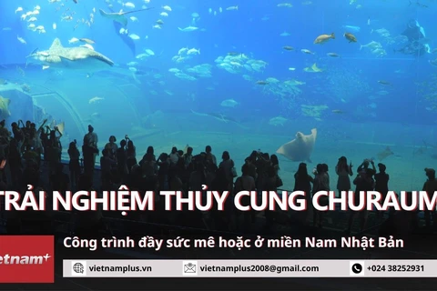 Trải nghiệm thủy cung Churaumi đầy sức mê hoặc ở miền Nam Nhật Bản