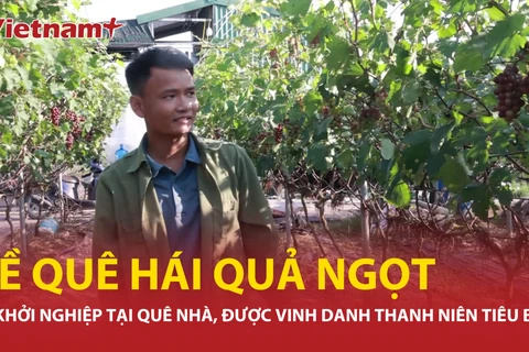 Kỹ sư 9X bỏ phố về quê khởi nghiệp, "hái quả ngọt" từ nho Hạ Đen