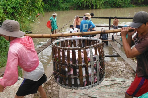 Giá nuôi cá tra tại Đồng bằng Sông Cửu Long vẫn còn bấp bênh, ảnh hưởng trực tiếp đến đời sống người nông dân (Ảnh minh họa. Nguồn: TTXVN)