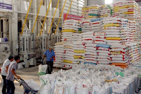 Các doanh nghiệp đang đẩy nhanh việc thu mua lúa gạo tạm trữ (Ảnh: TTXVN)