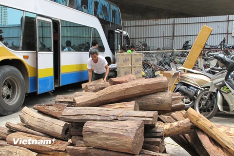 Lực lượng liên ngành quận Hai Bà Trưng phát hiện chiếc xe giường nằm chở hơn 2 tấn gỗ Trắc không có giấy tờ hợp lệ (Ảnh: Đức Duy/Vietnam+)