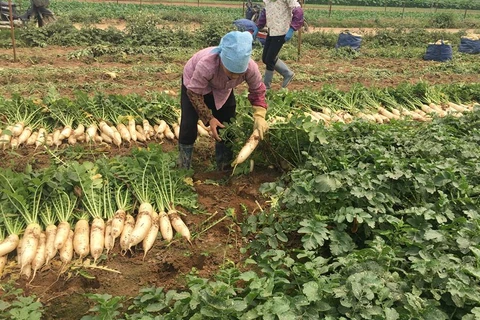 Trên địa bàn xã Tráng Việt, huyện Mê Linh có 80 hécta trồng củ cải. (Ảnh: PV/Vietnam+)