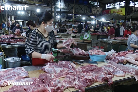 Nhiều hộ chăn nuôi tại Sơn La còn tâm lý e ngại tái đàn sau dịch tả lợn châu Phi. (Ảnh: Nguyễn Hào/Vietnam+)