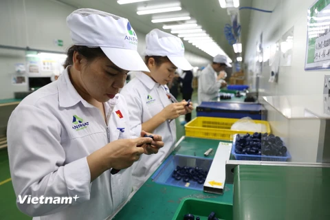 Doanh nghiệp đầu tư công nghệ đón đầu các hiệp định thương mại mới. (Ảnh: Xuân Quảng/Vietnam+)