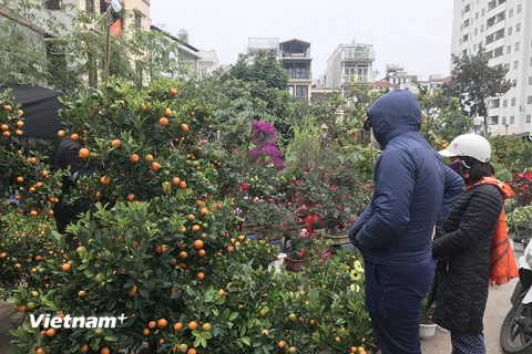 Chợ hoa cây cảnh trên đường Hoàng Hoa Thám trong dịp Tết Nguyên đán. (Ảnh: Đức Duy/Vietnam+