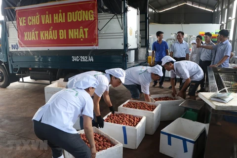 Sơ chế vải thiều Hải Dương xuất đi Nhật tại nhà máy của Công ty cổ phần Ameii Việt Nam. (Ảnh: Mạnh Minh/TTXVN)