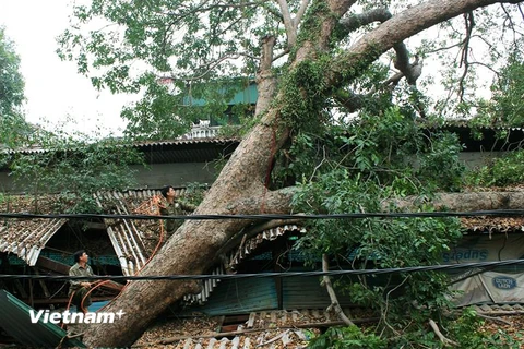 Hà Nội: Náo loạn chợ Ngô Sỹ Liên vì cây cổ thụ đổ sập lên mái kiốt