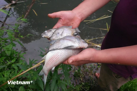 Lộ diện thủ phạm bức tử tôm cá tại suối Màn, suối thượng nguồn đổ về sông Đà (Ảnh: Võ Phương/Vietnam+)
