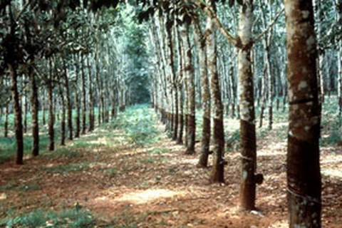 Rừng cao su tại Myanmar. (Nguồn: mayoesan.com)