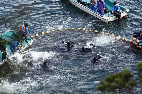 Phản bác ý kiến con gái Kenedy về tục săn cá voi ở Nhật 