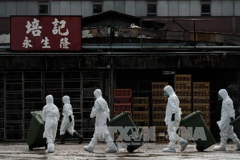 Nhân viên y tế tiêu hủy gia cầm tại một chợ gia cầm ở Hong Kong. (Nguồn: AFP/TTXVN)