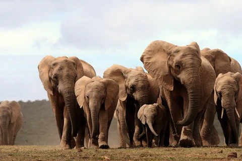 Đàn voi châu Phi tại Công viên Quốc gia Addo Elephant , cách ngoại ô Port Elizabeth khoảng 60 km (Nguồn: AFP- TTXVN)
