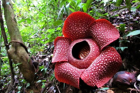 Hoa Rafflesia Arnoldii.