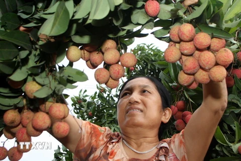 "Vương quốc" vải thiều sôi động bước vào mùa quả ngọt