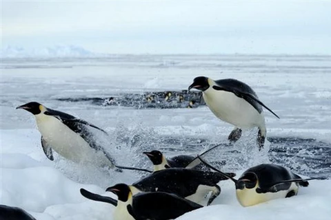 Chim cánh cụt hoàng đế đối mặt nguy cơ tuyệt chủng