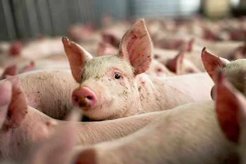 Nga ngăn cản EU kiện lên WTO vụ cấm nhập khẩu thịt lợn