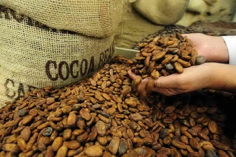 Thị trường cacao khởi sắc bất chấp đà giảm của giá đường và càphê