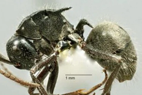 Phát hiện loài kiến lạ có nhiều gai lớn như sừng tại Australia