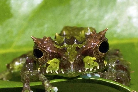 Phát hiện loài ếch lạ có khả năng biến đổi da tại Ecuador