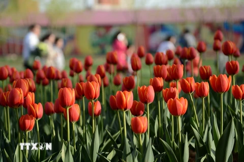 [Photo] Chiêm ngưỡng vẻ đẹp của vườn hoa tulip đang mùa nở rộ