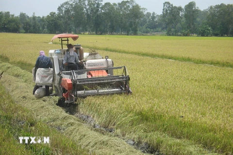 Đồng bằng sông Cửu Long hiện đại hóa công nghệ sau thu hoạch