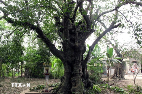 Công nhận hai cây thị trên 600 năm tuổi là cây di sản Việt Nam