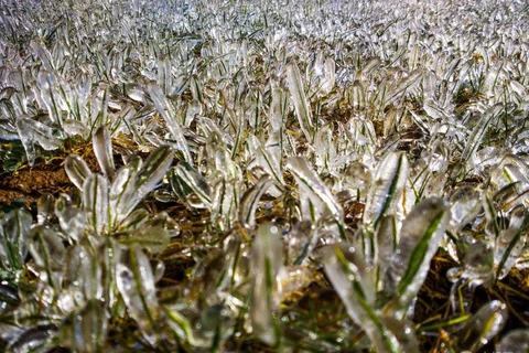 [Photo] Cây cối như được bọc "pha lê" xuất hiện ở Trung Quốc
