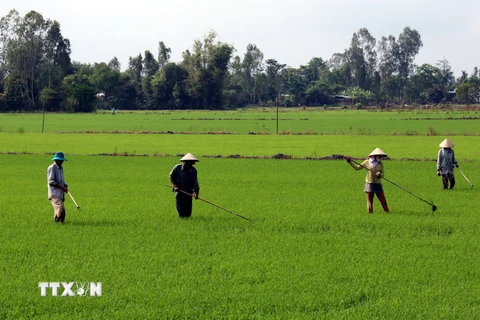 Hà Nội xây dựng thêm 17 điểm sản xuất lúa hàng hóa chất lượng cao