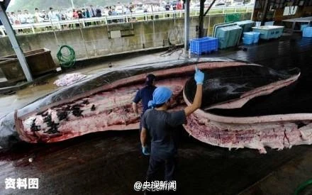 [Photo] Cận cảnh màn xẻ thịt cá voi "bị chỉ trích" của Nhật Bản