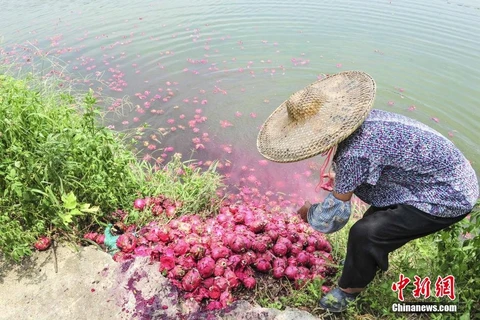 [Photo] Nông dân Trung Quốc đổ thanh long xuống ao nuôi cá vì ế