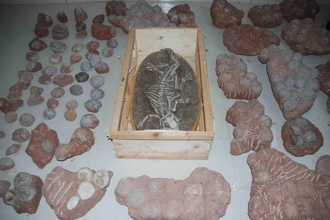 [Photo] Dân Trung Quốc đổ xô tranh cướp trứng khủng long hóa thạch