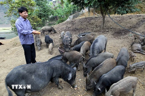 Trang trại nuôi lợn ở huyện Chợ Đồn. (Ảnh: Trần Việt/TTXVN)