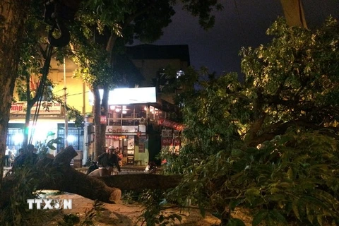 Mưa dông làm đổ cây trên đường phố Hà Nội. (Ảnh: Diệu Anh/TTXVN)