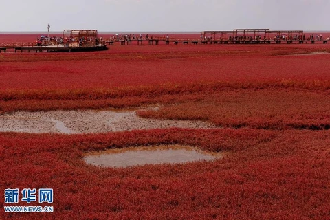 [Photo] Choáng ngợp trước vùng đầm lầy đỏ tuyệt đẹp ở Trung Quốc