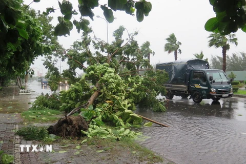 Bão số 3 với sức gió giật mạnh đã khiến nhiều cây xanh trên địa bàn thành phố Đà Nẵng bị bật gốc. (Nguồn: TTXVN)