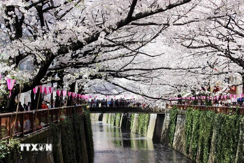 Sông Meguro là địa danh nổi tiếng có nhiều người dân Nhật Bản và du khách đến thưởng ngoạn vẻ đẹp của hoa anh đào. (Ảnh: Hữu Thắng/TTXVN)